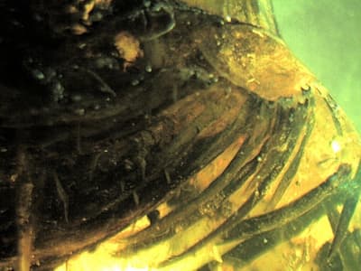 Fragmenty pisklęcia w bursztynie dominikańskim