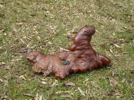 „Model opolski” wykonany ze sztucznej żywicy – wg badań w podczerwieni z  rezolanu. Ze zbiorów Muzeum Ziemi PAN w Warszawie  