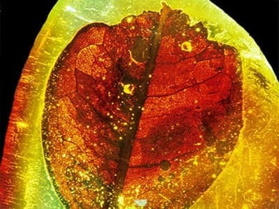 Liść w bursztynie dominikańskim