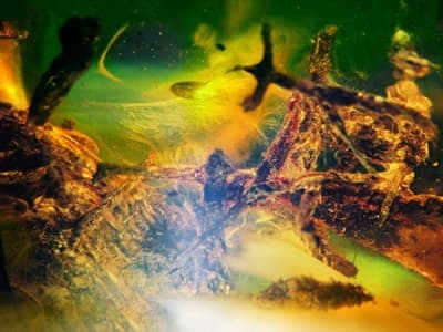 Bursztynowa Planeta Jantar Barbary Gronuś-Dutko