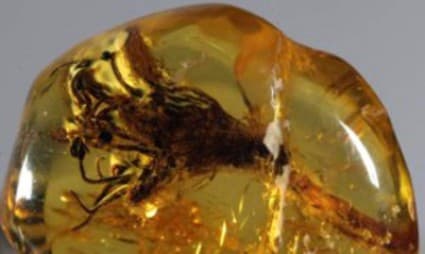 Inkluzja roślinna - eksponat ze stałej wystawy "Bursztyn - od płynnej żywicy do sztuki zdobniczej"