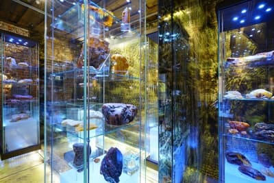 Ekspozycja przyrodnicza Muzeum Bursztynu