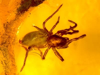Pająk z rodziny pogońcowatych w bursztynie bałtyckim, na którego grzebiecie siedzi larwa chwytówki modliszkowatej