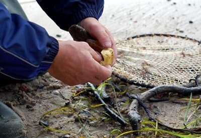 Poławianie bursztynu w Zatoce Gdańskiej