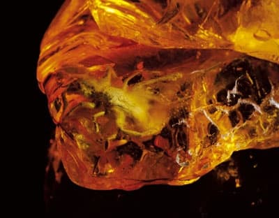 Solifuga jest nowym, wyjątkowym eksponatem w Muzeum Bursztynu 