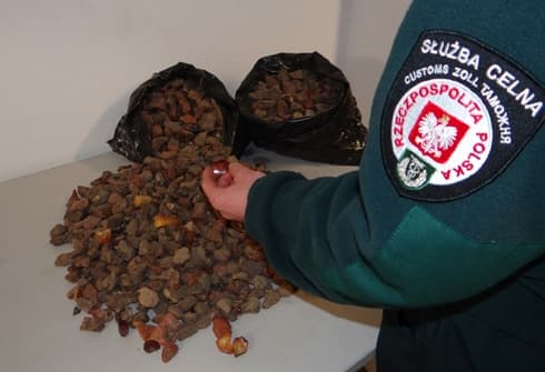 Funkcjonariusz Służby Celnej podczas identyfikacji zatrzymanego bursztynu